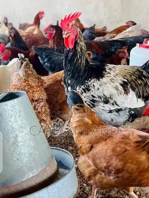 Matured Layers Point-to-Lay Cockerels Poults