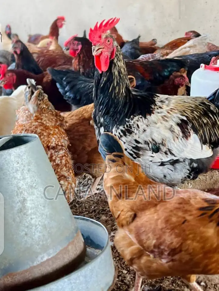 Matured Layers Point-to-Lay Cockerels Poults