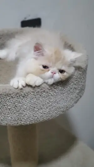 1-3 months Male Purebred Persian