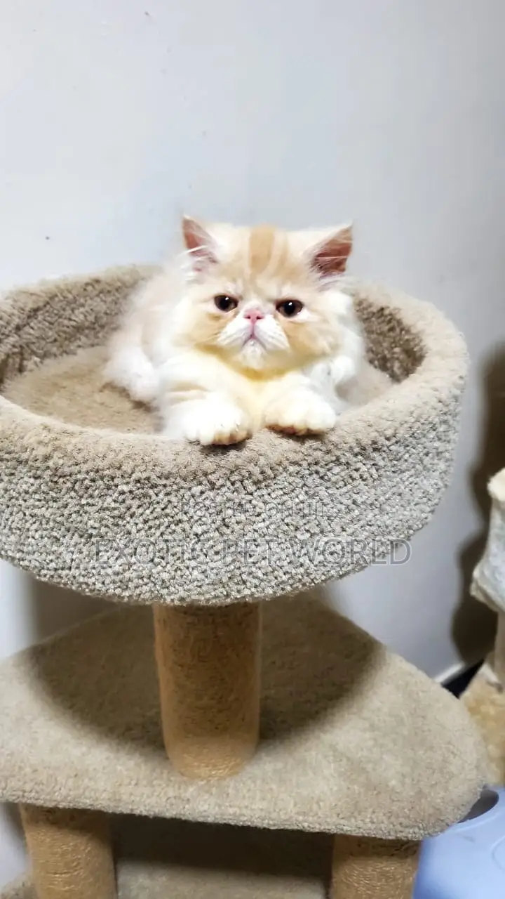 1-3 months Male Purebred Persian