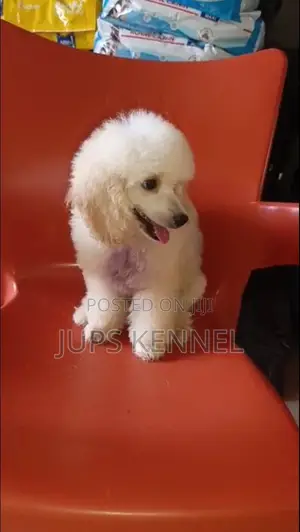 1-3 months Female Purebred Poodle