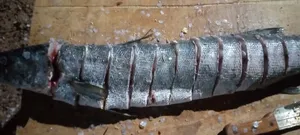 Fresh Barracuda Fish in Accra | Wholesale Retail