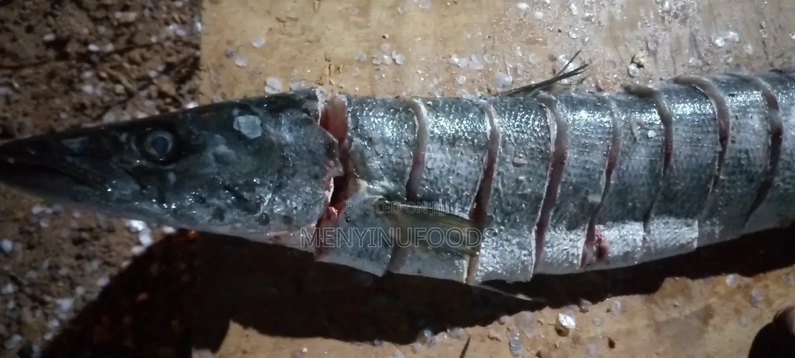 Fresh Barracuda Fish in Accra | Wholesale Retail