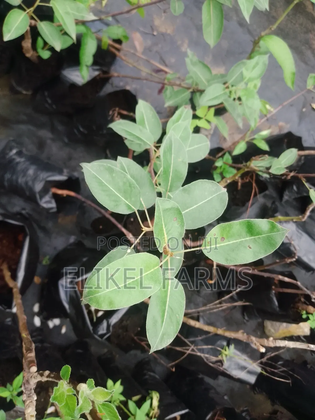 Organic Rosemary and Bayleaf Seedlings for Sale