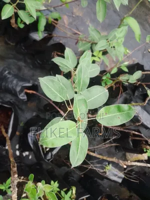 Organic Rosemary and Bayleaf Seedlings for Sale