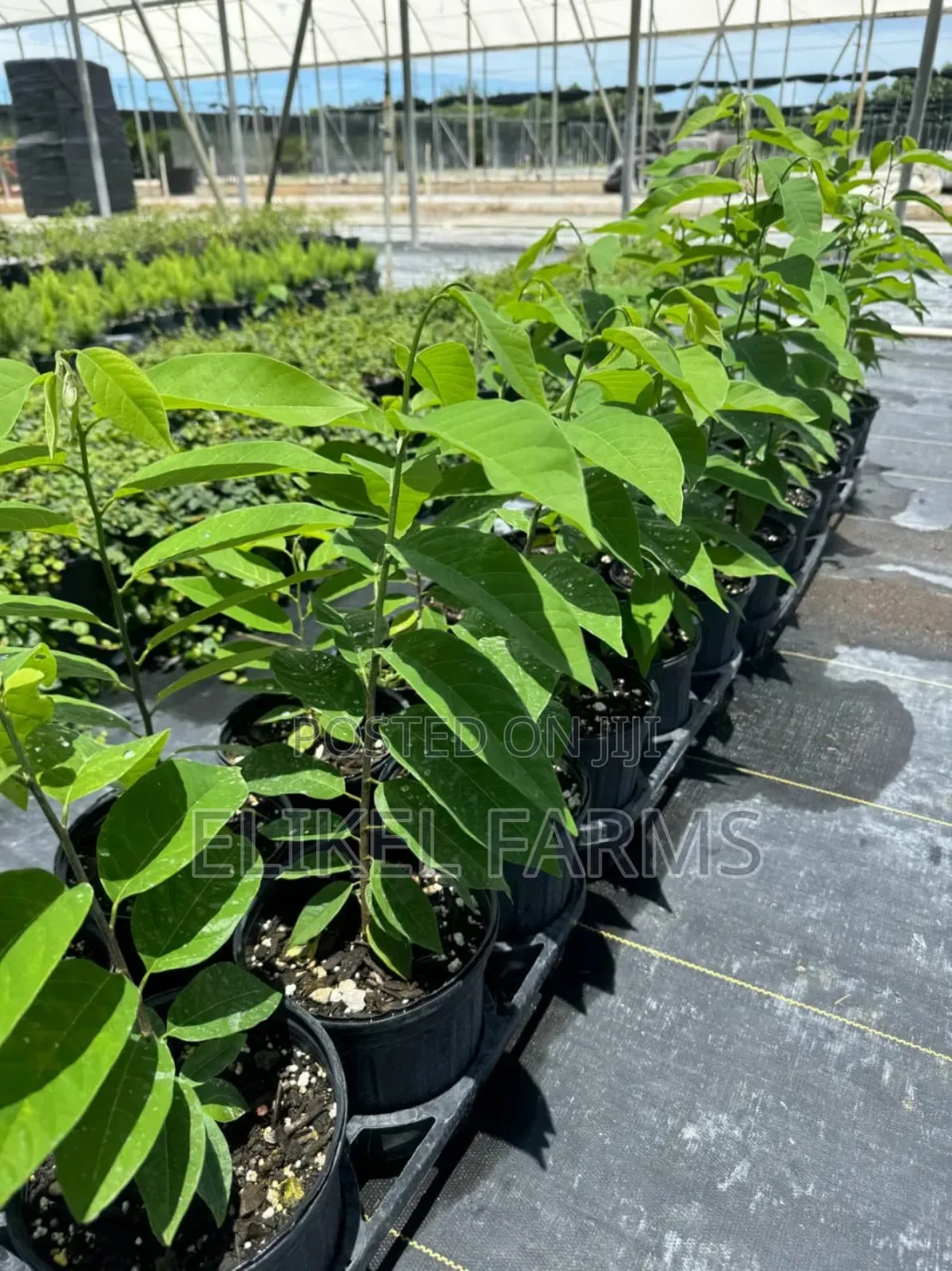Organic Rosemary and Bayleaf Seedlings for Sale