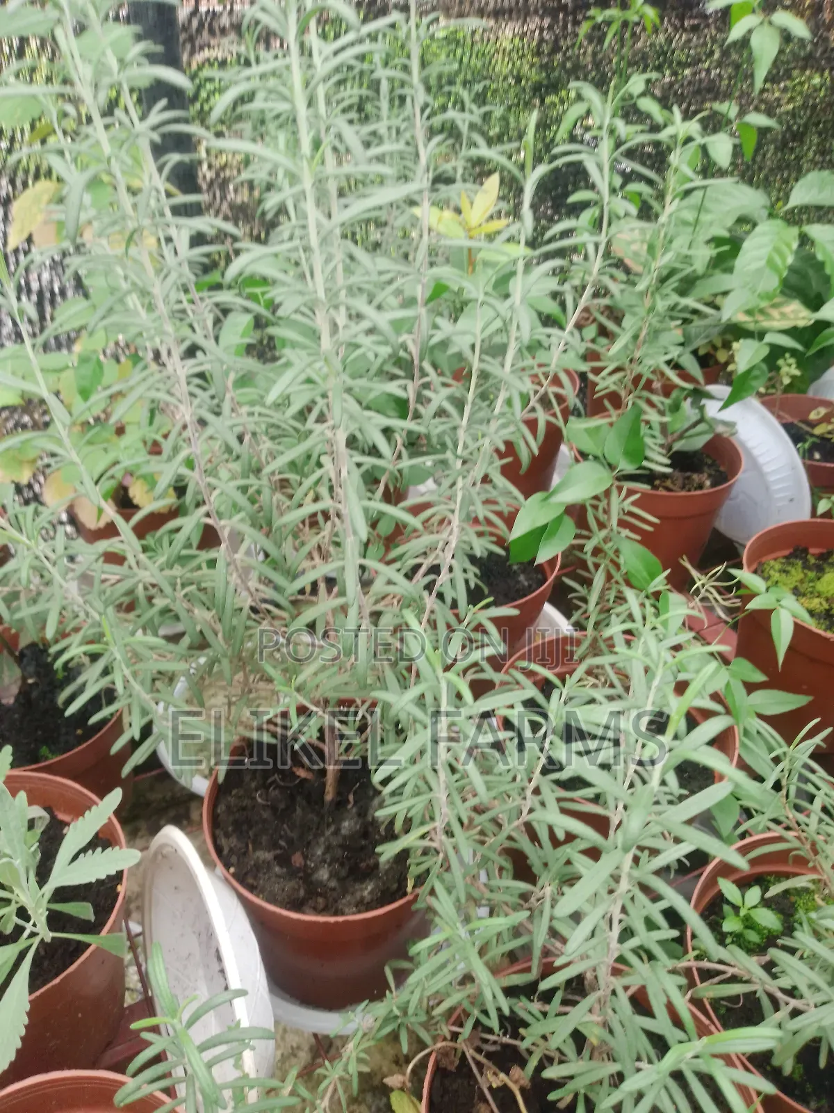 Organic Rosemary and Bayleaf Seedlings for Sale