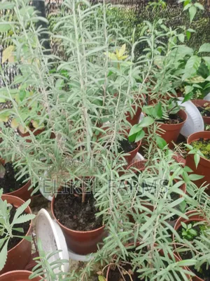 Organic Rosemary and Bayleaf Seedlings for Sale
