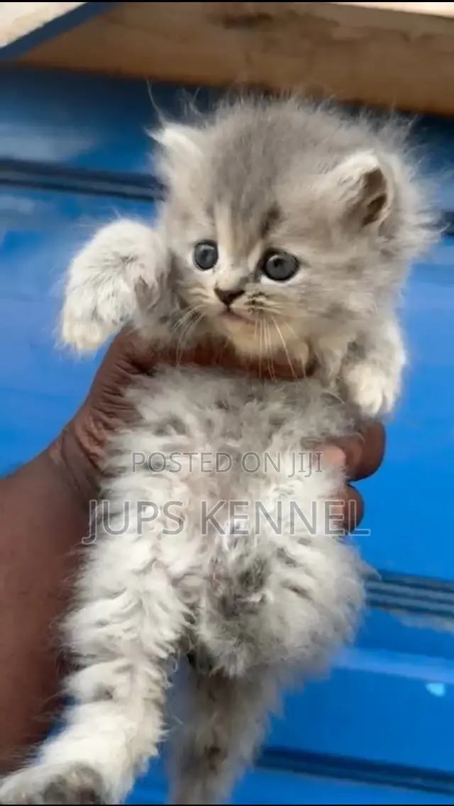 1-3 months Female Purebred Persian