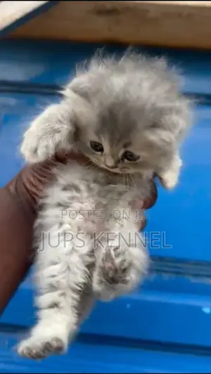 1-3 months Female Purebred Persian