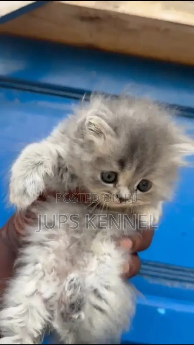1-3 months Female Purebred Persian