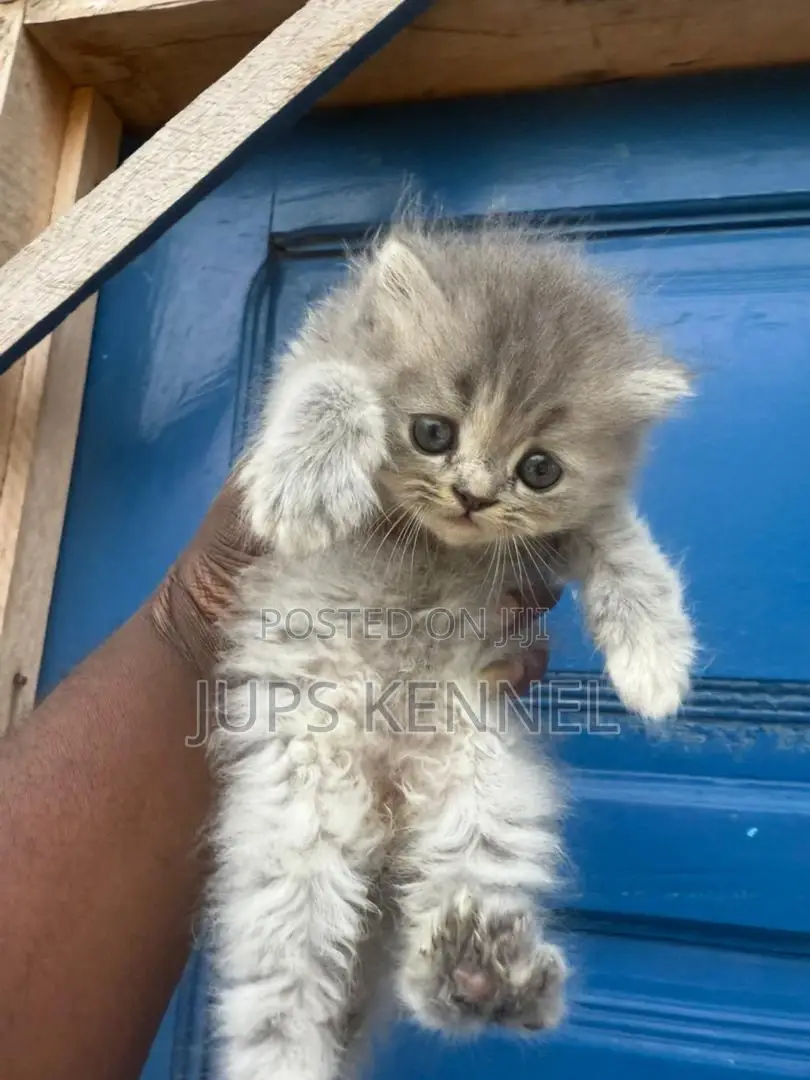1-3 months Female Purebred Persian