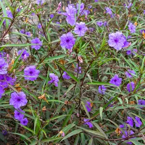 Mexican Petunias