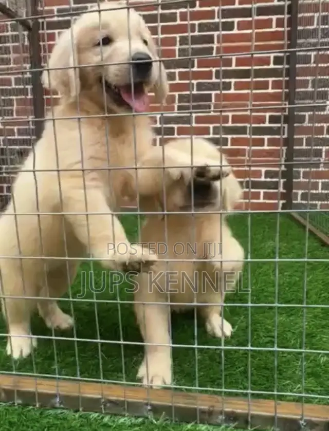 1-3 months Female Purebred Golden Retriever