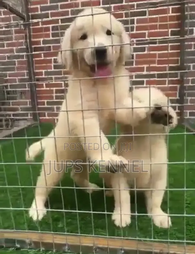 1-3 months Female Purebred Golden Retriever