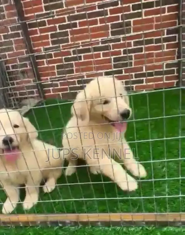 1-3 months Female Purebred Golden Retriever