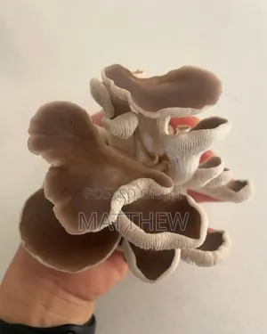 Oyster Mushroom in Kilos