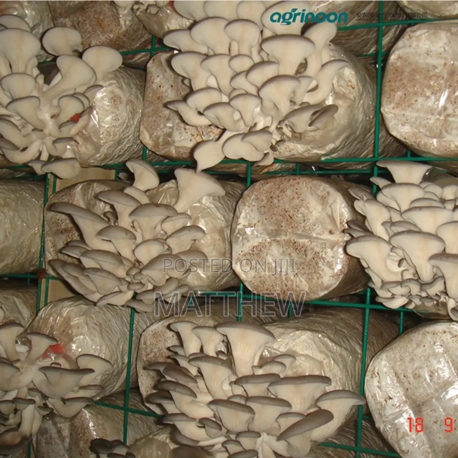 Oyster Mushroom in Kilos
