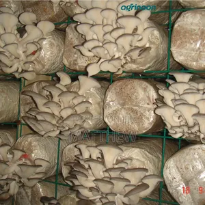 Oyster Mushroom in Kilos