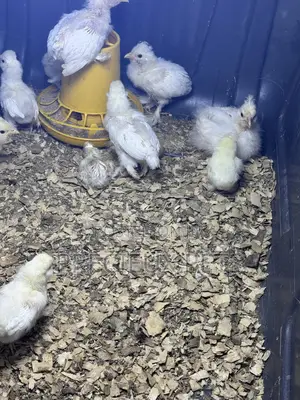 1-7 Days Old Sultan Chicks