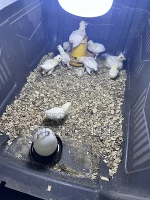 1-7 Days Old Sultan Chicks