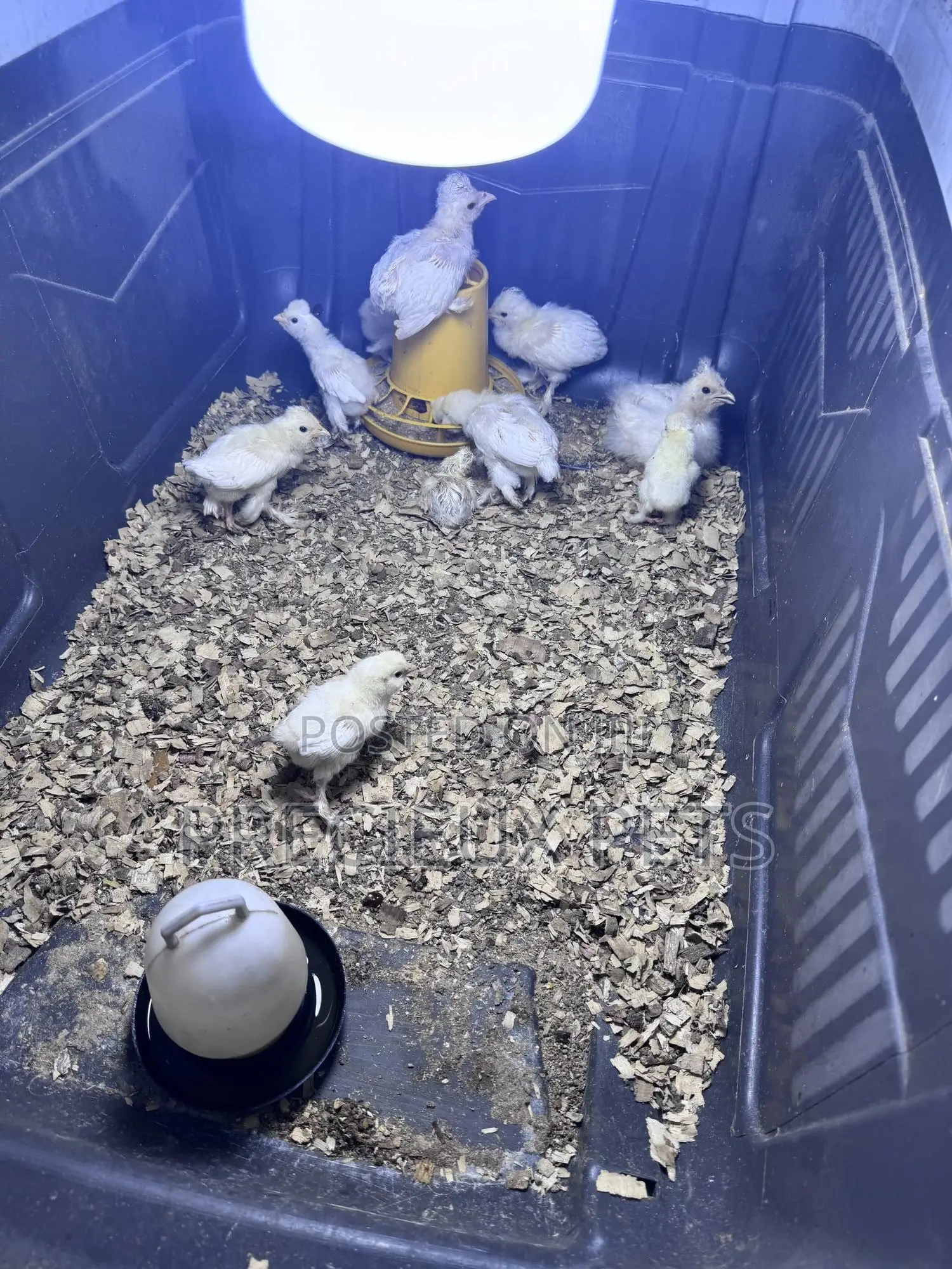 1-7 Days Old Sultan Chicks