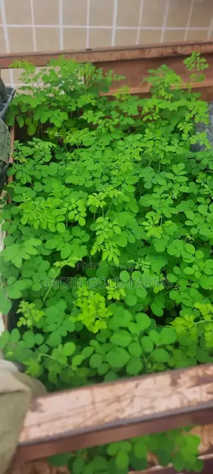 Moringa Seedlings