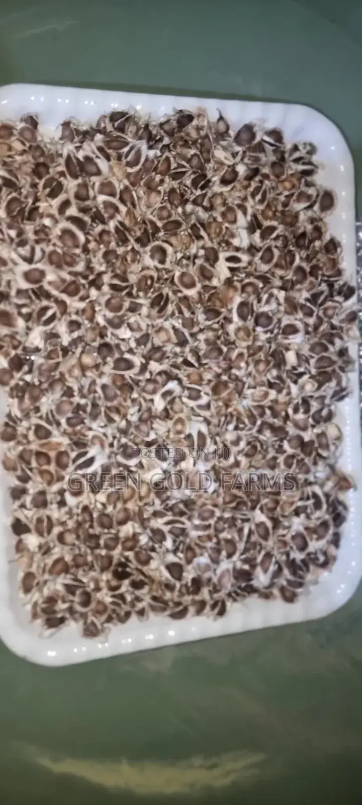 Moringa Seedlings