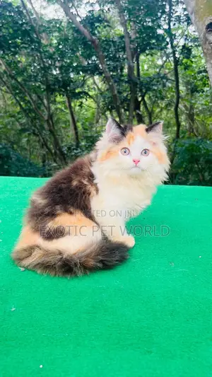 1-3 months Female Purebred Persian