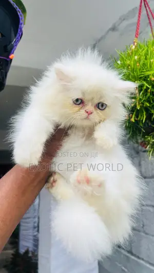 1-3 months Female Purebred Persian