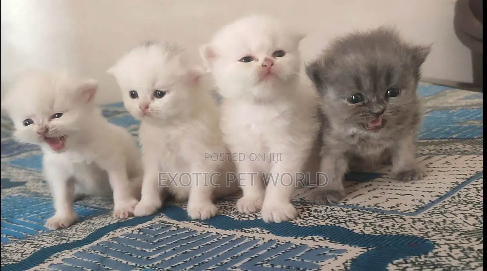 0-1 month Female Purebred Persian