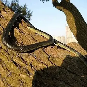 Toy Garden Rubber Snakes Scary Present