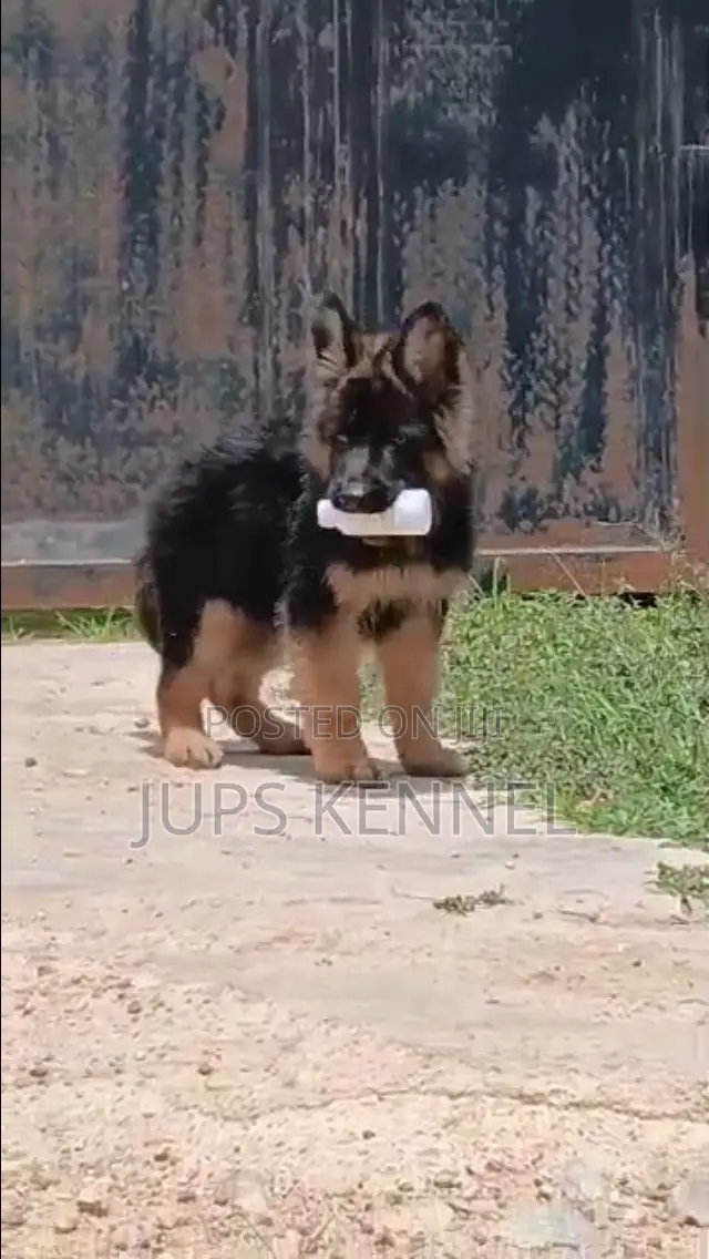 3-6 months Male Purebred German Shepherd