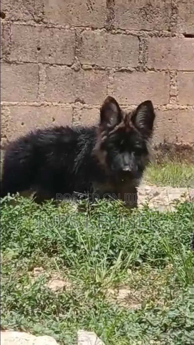 3-6 months Male Purebred German Shepherd