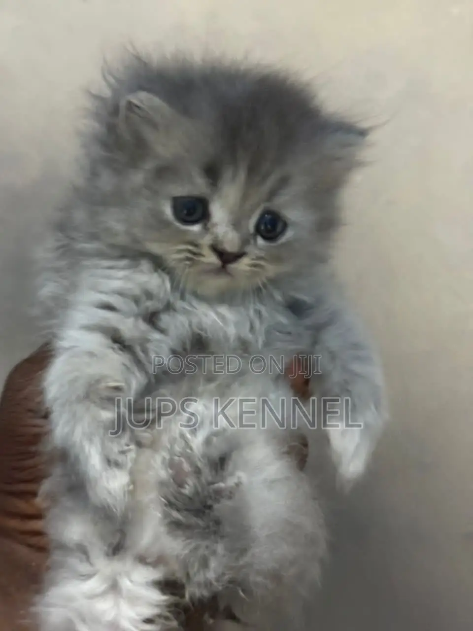 1-3 months Female Purebred Persian