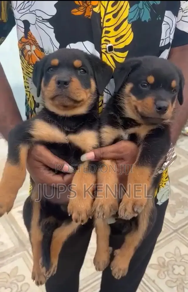 1-3 months Female Purebred Rottweiler