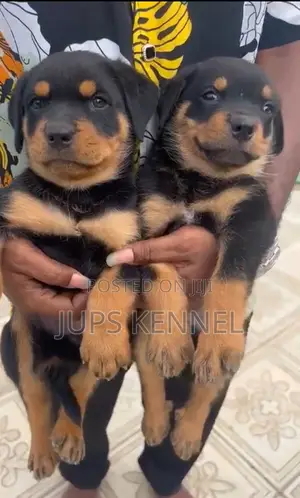 1-3 months Female Purebred Rottweiler