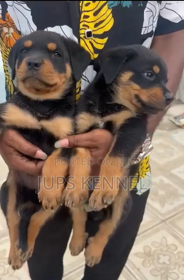 1-3 months Female Purebred Rottweiler