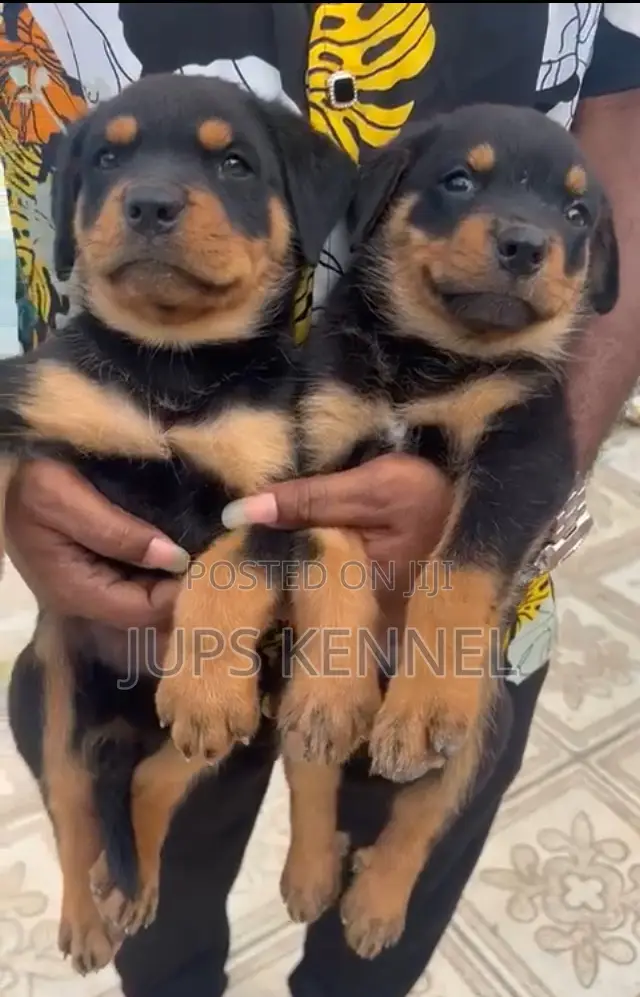 1-3 months Female Purebred Rottweiler