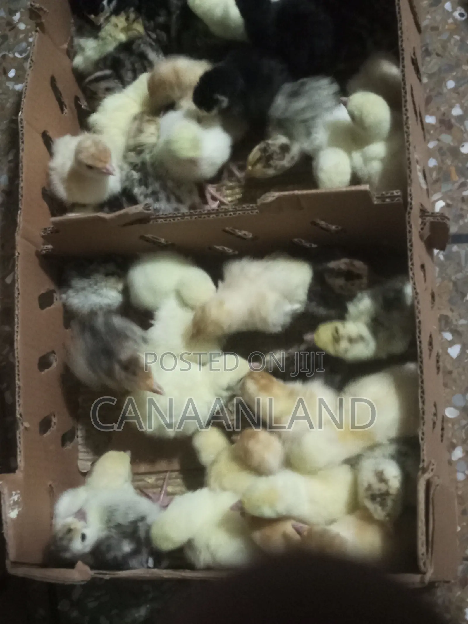 Local Foreign Turkeys (Poults) Day-Old and Brooded Ones