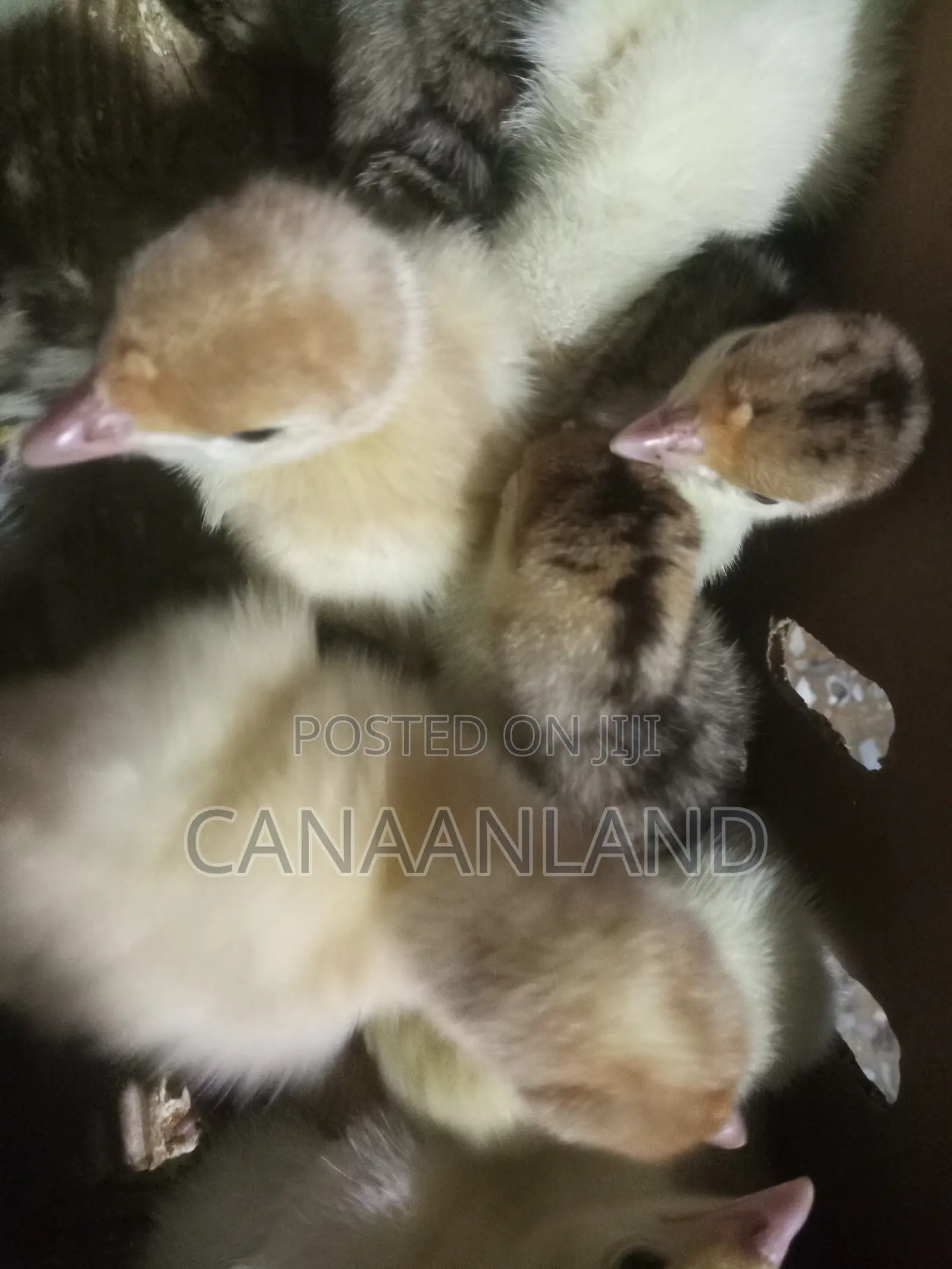 Local Foreign Turkeys (Poults) Day-Old and Brooded Ones