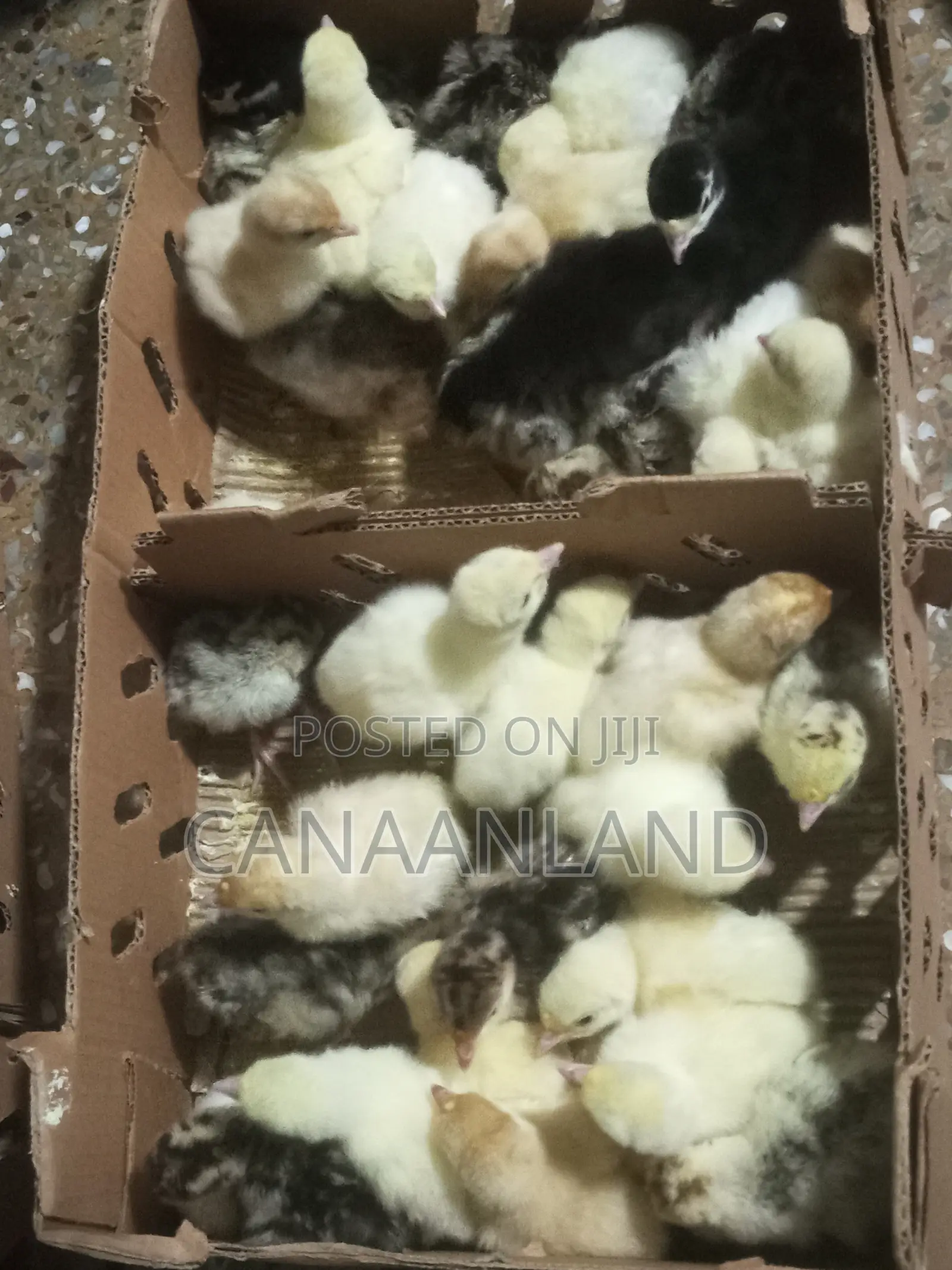 Local Foreign Turkeys (Poults) Day-Old and Brooded Ones
