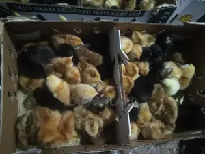 Day-Old Noiler Chicks