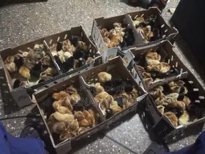 Day-Old Noiler Chicks