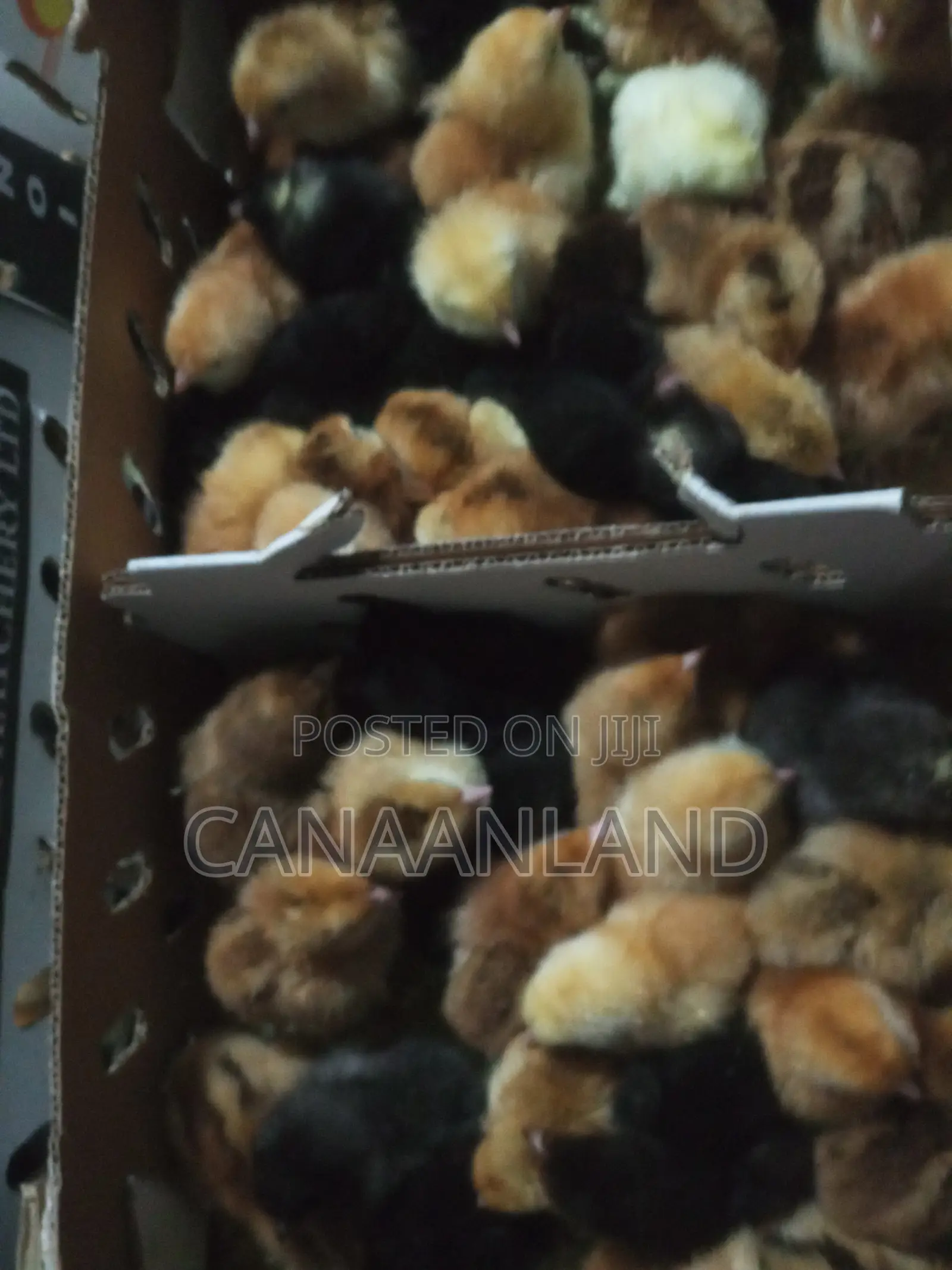 Day-Old Noiler Chicks