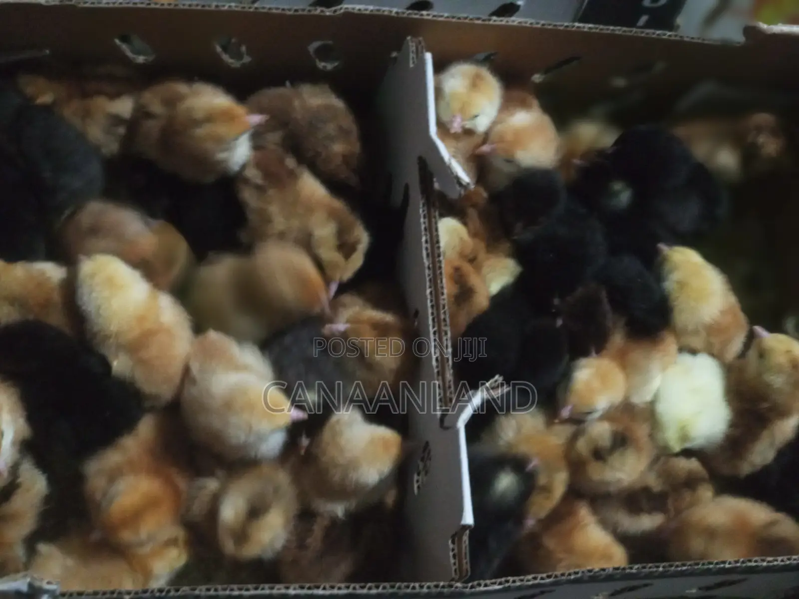 Day-Old Noiler Chicks
