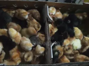 Day-Old Noiler Chicks
