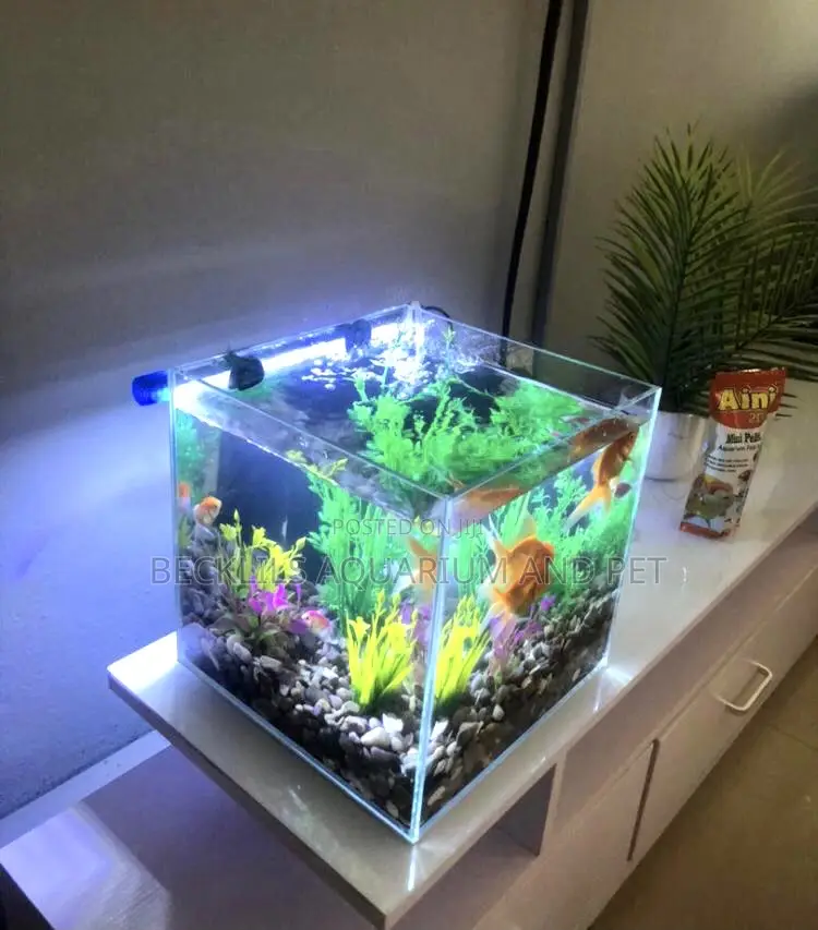 Miss Cute Table Top Aquarium