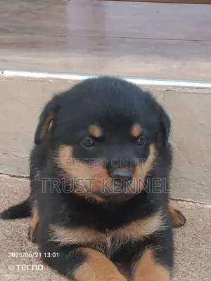 1-3 months Male Purebred Rottweiler