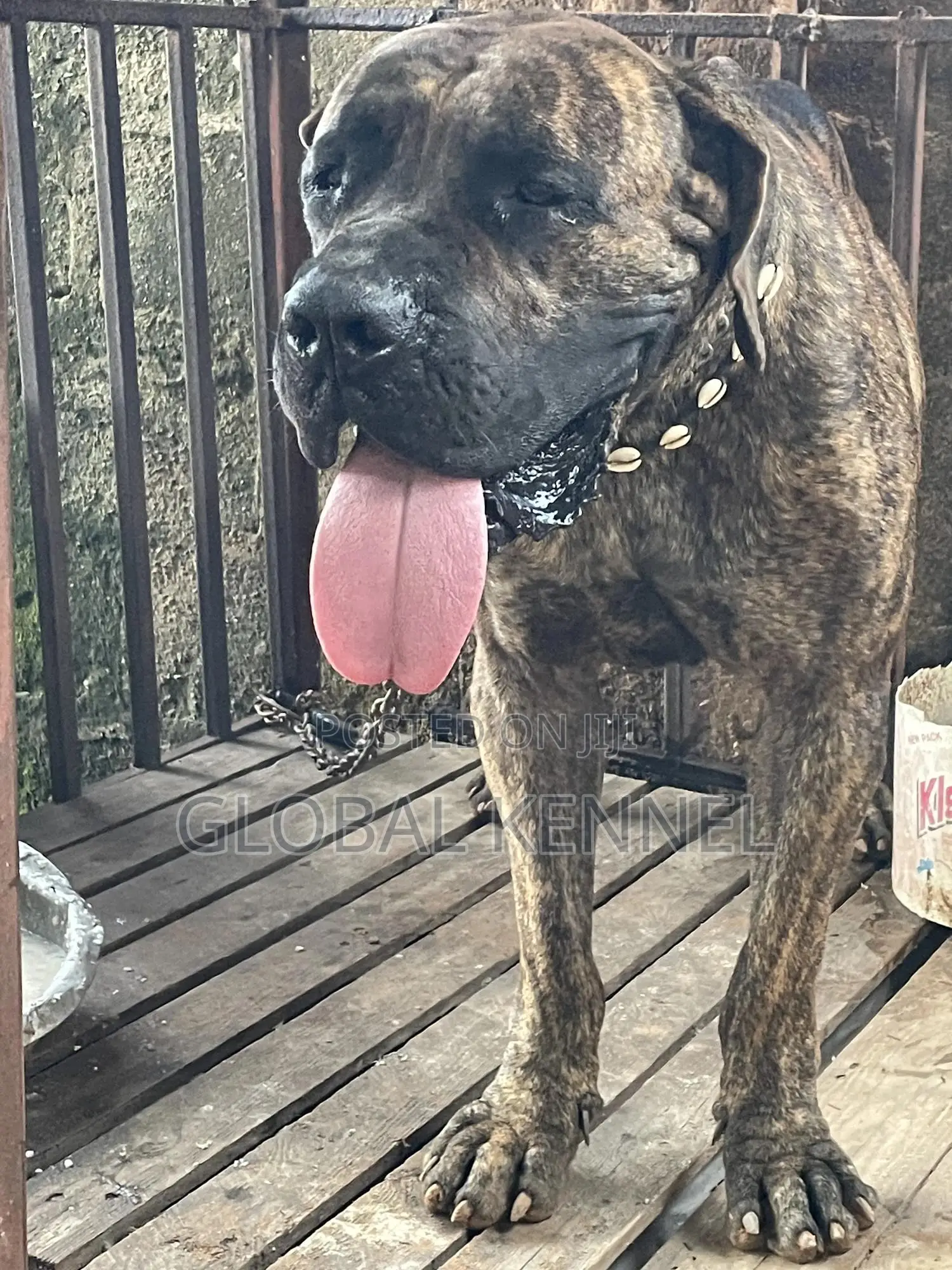 3-6 months Female Purebred Boerboel